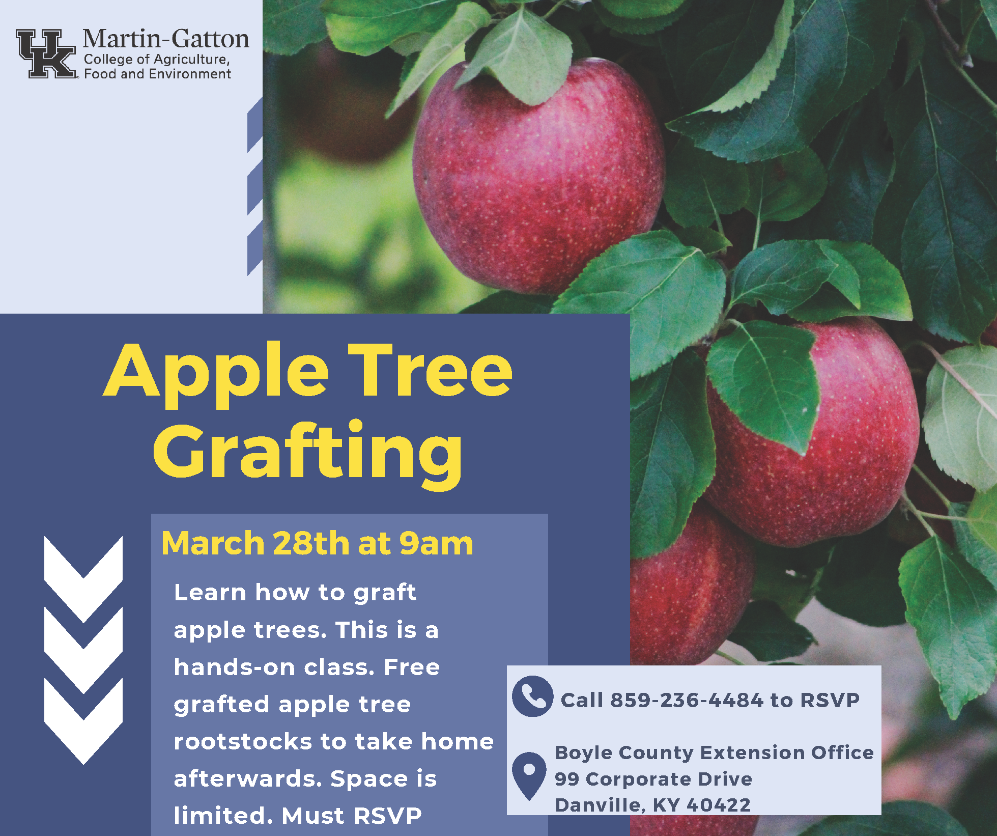 Apple Tree Grafting